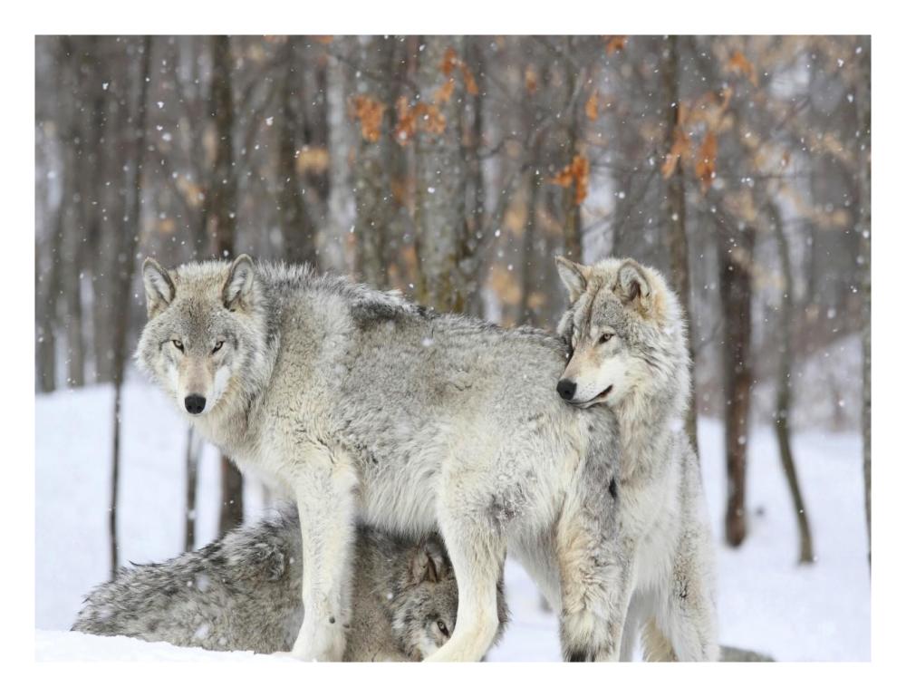 Grey wolves huddle together during a snowstorm, Quebec-Paper Art-26"x20"