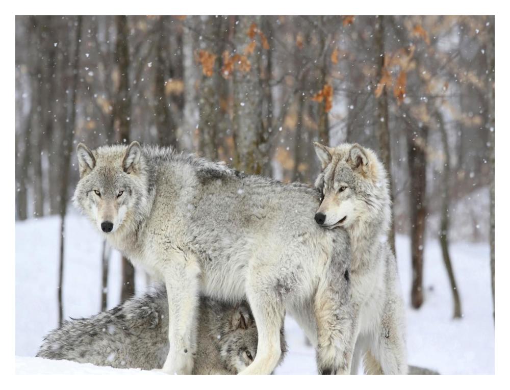 Grey wolves huddle together during a snowstorm, Quebec-Paper Art-34"x26"