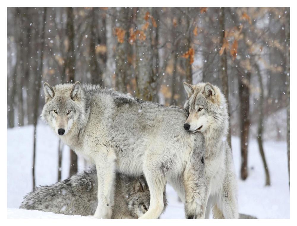 Grey wolves huddle together during a snowstorm, Quebec-Paper Art-42"x32"