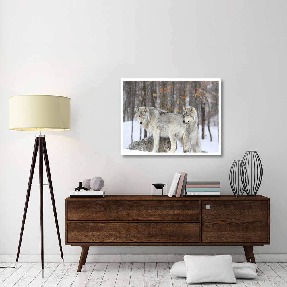 Grey wolves huddle together during a snowstorm, Quebec-Paper Art-42&quotx32"
