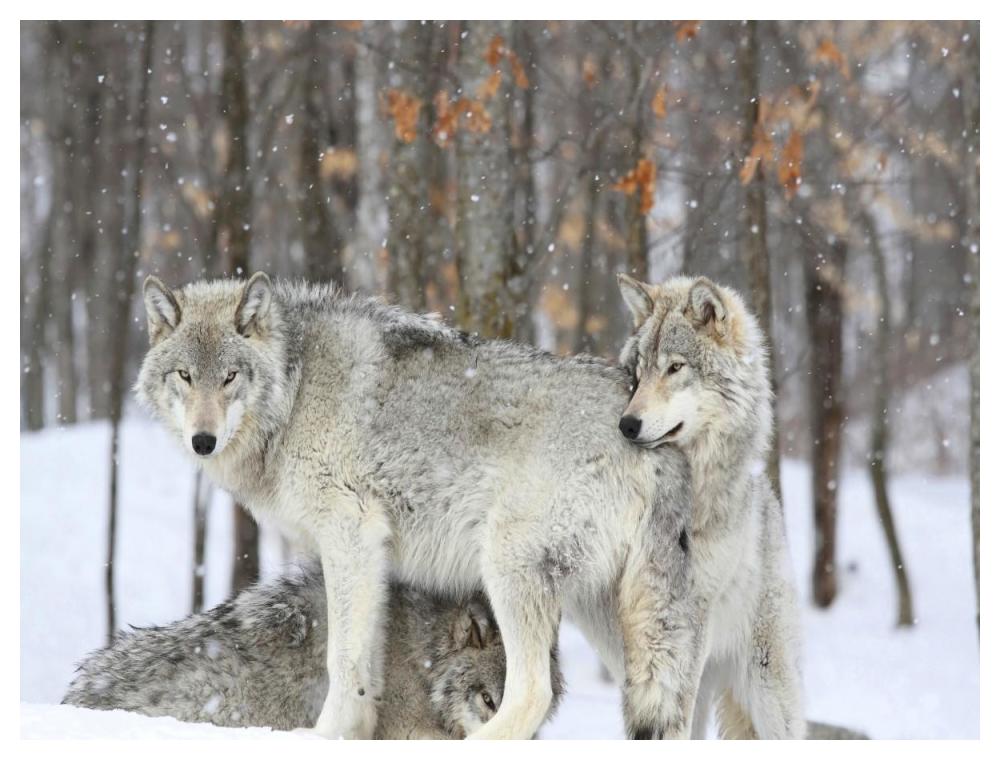 Grey wolves huddle together during a snowstorm, Quebec-Paper Art-50"x38"