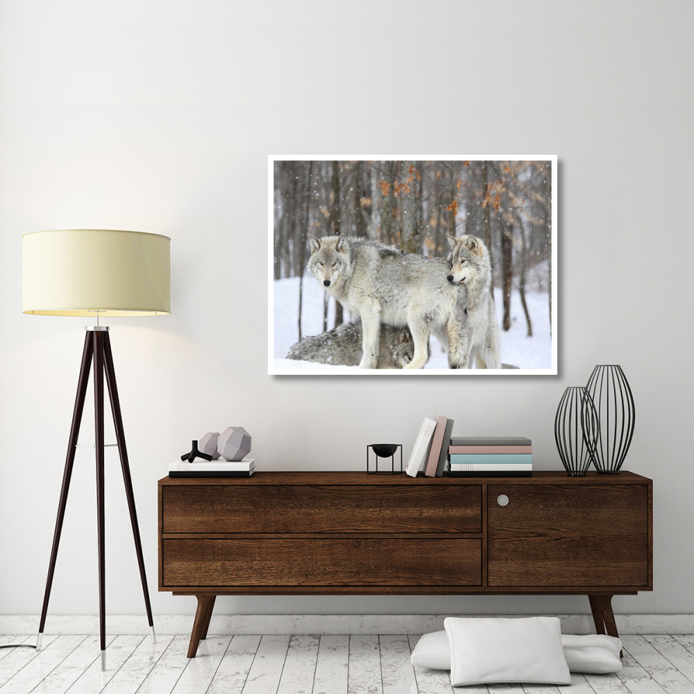 Grey wolves huddle together during a snowstorm, Quebec-Paper Art-50&quotx38"