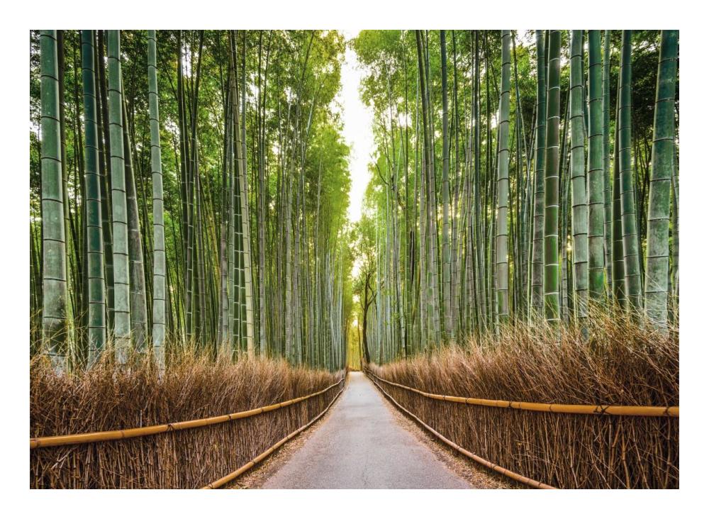 Bamboo Forest, Kyoto, Japan-Paper Art-24"x17.62"