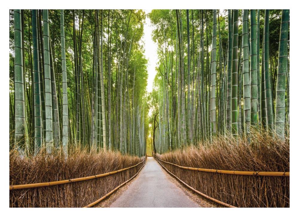 Bamboo Forest, Kyoto, Japan-Paper Art-32"x23.3"