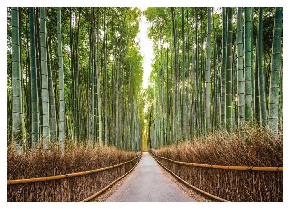 Bamboo Forest, Kyoto, Japan-Paper Art-42"x30.4"