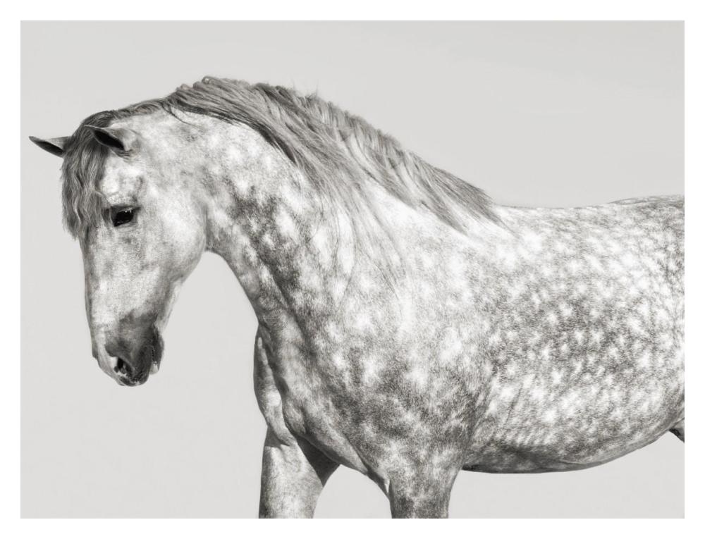 Leia, Andalusian Pony-Paper Art-18"x14"