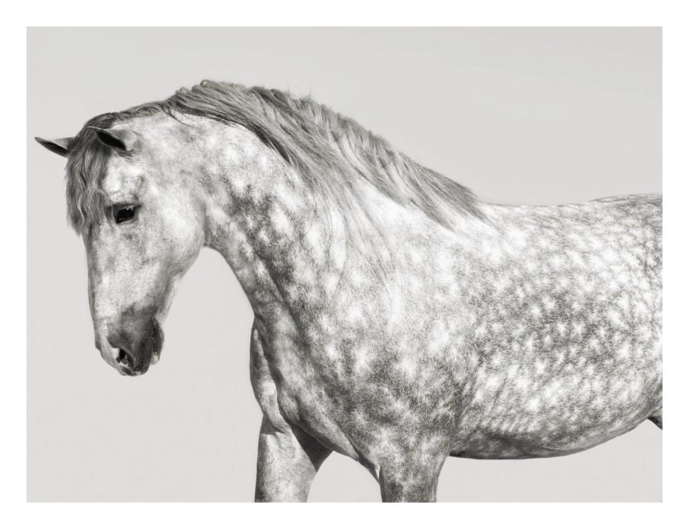 Leia, Andalusian Pony-Paper Art-26"x20"