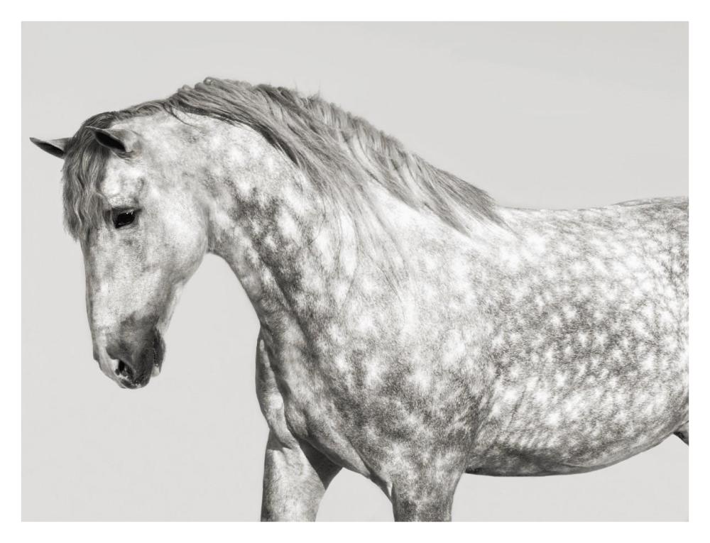 Leia, Andalusian Pony-Paper Art-34"x26"