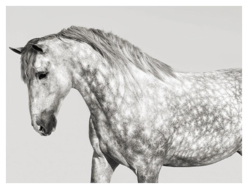 Leia, Andalusian Pony-Paper Art-42"x32"