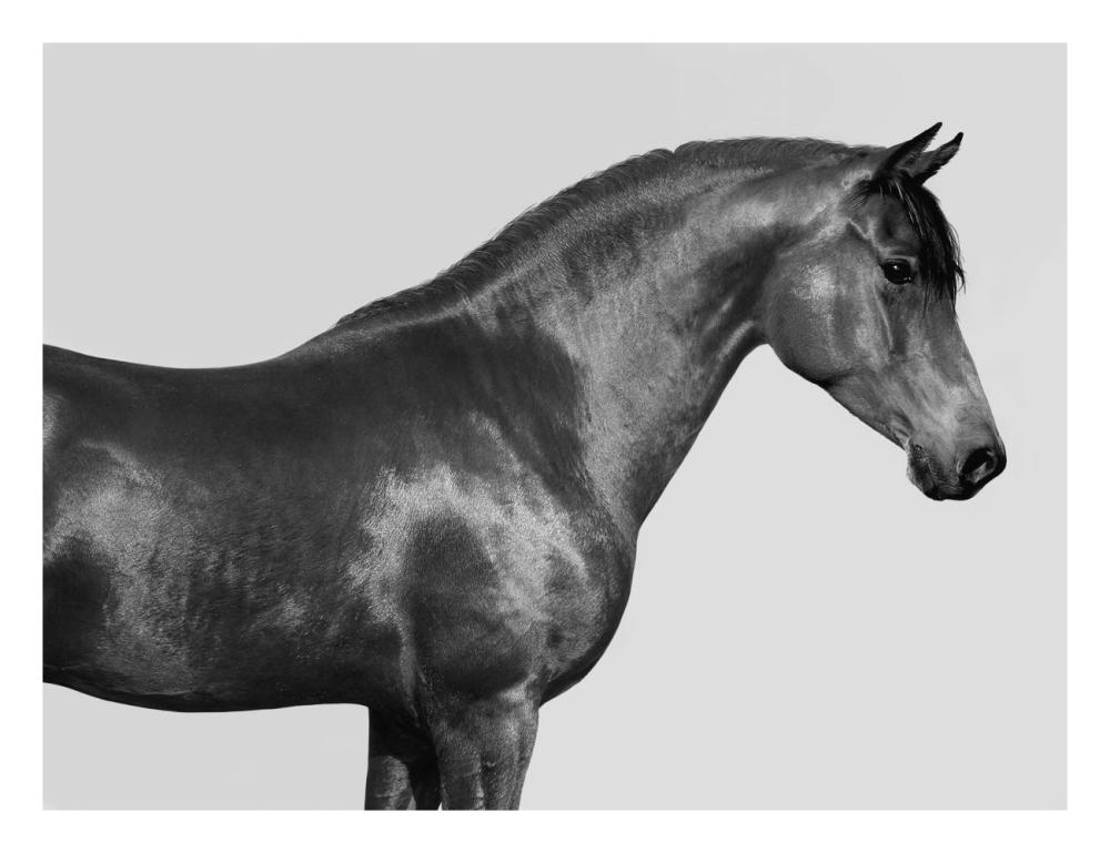 Orpheus, Arab Horse-Paper Art-26"x20"