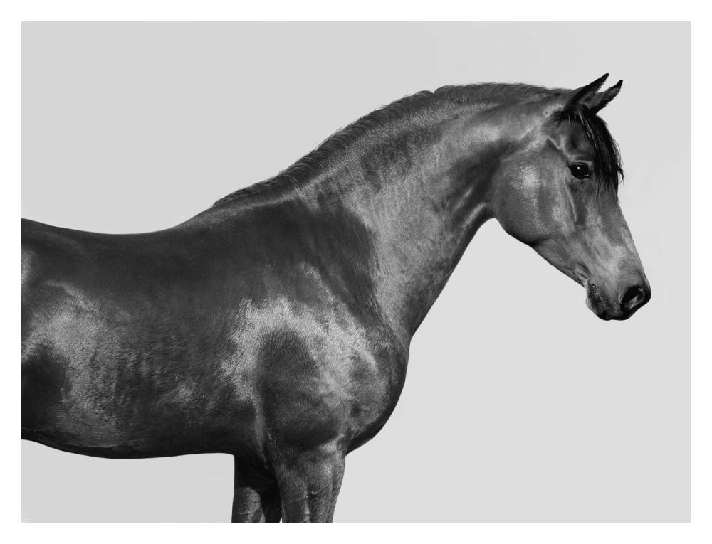 Orpheus, Arab Horse-Paper Art-34"x26"
