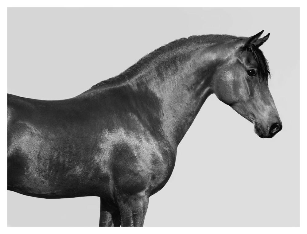 Orpheus, Arab Horse-Paper Art-42"x32"