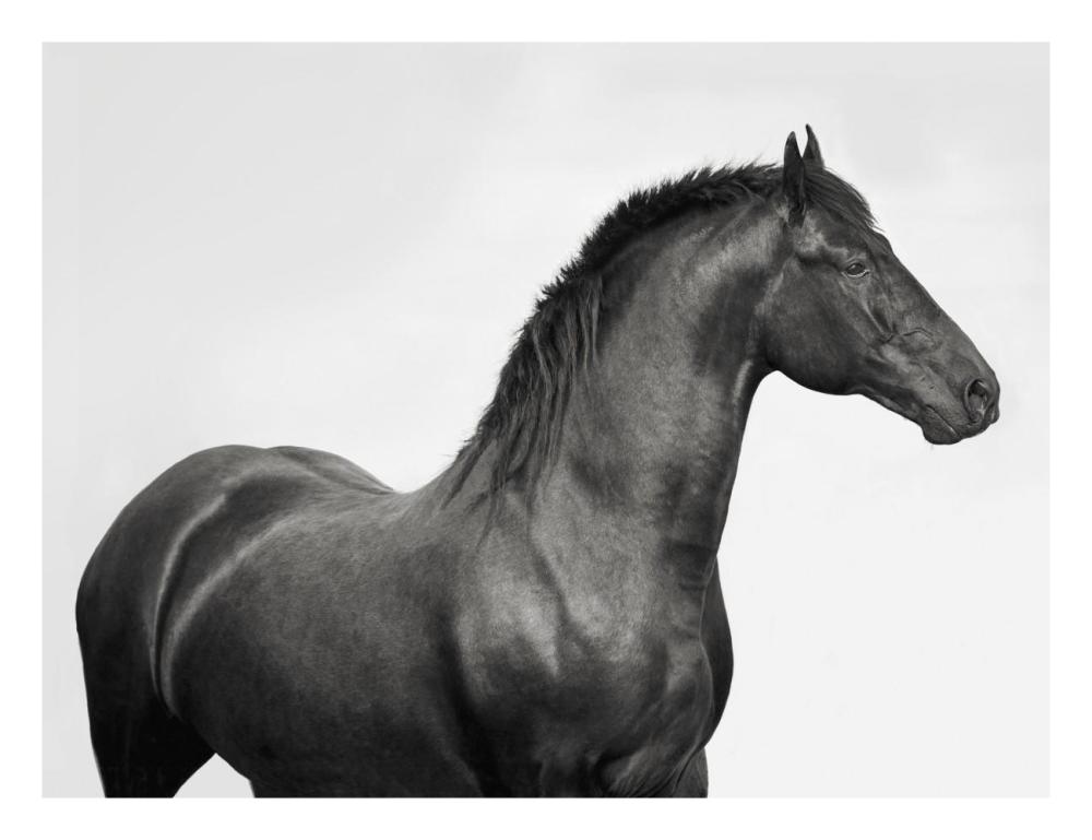 King Mamba, Stallion-Paper Art-26"x20"