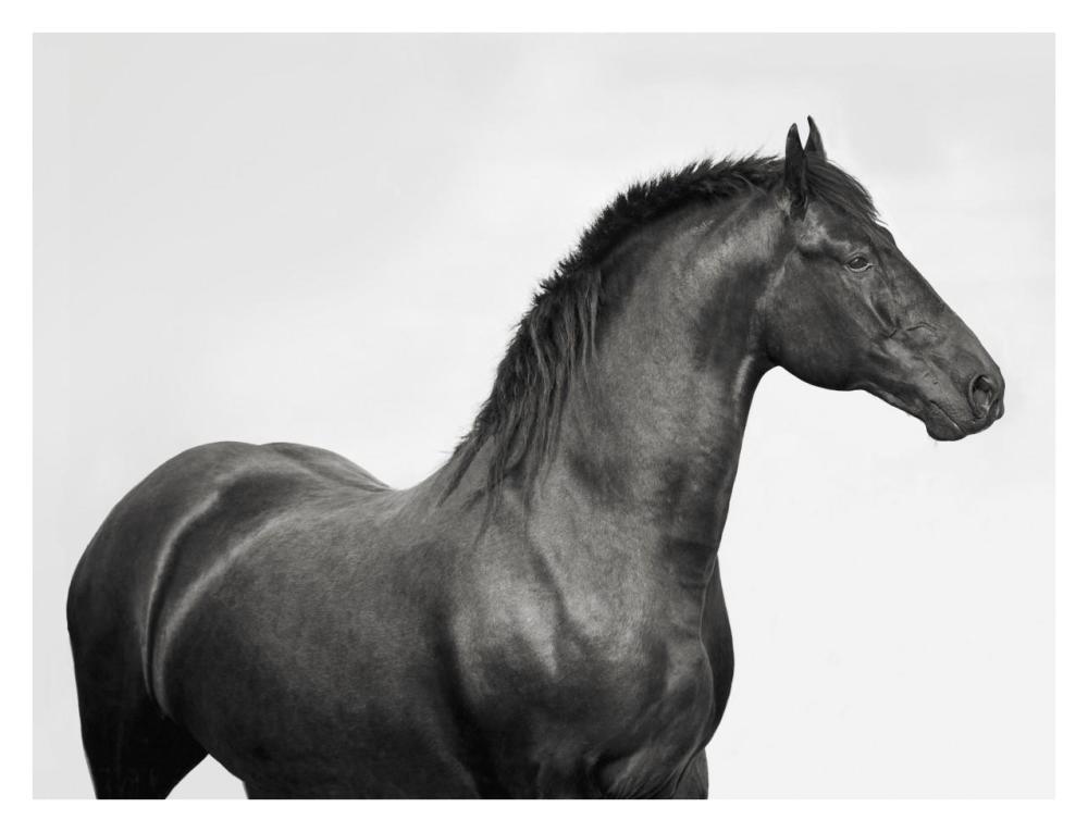 King Mamba, Stallion-Paper Art-34"x26"