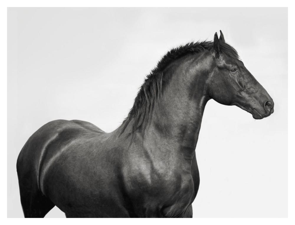 King Mamba, Stallion-Paper Art-42"x32"