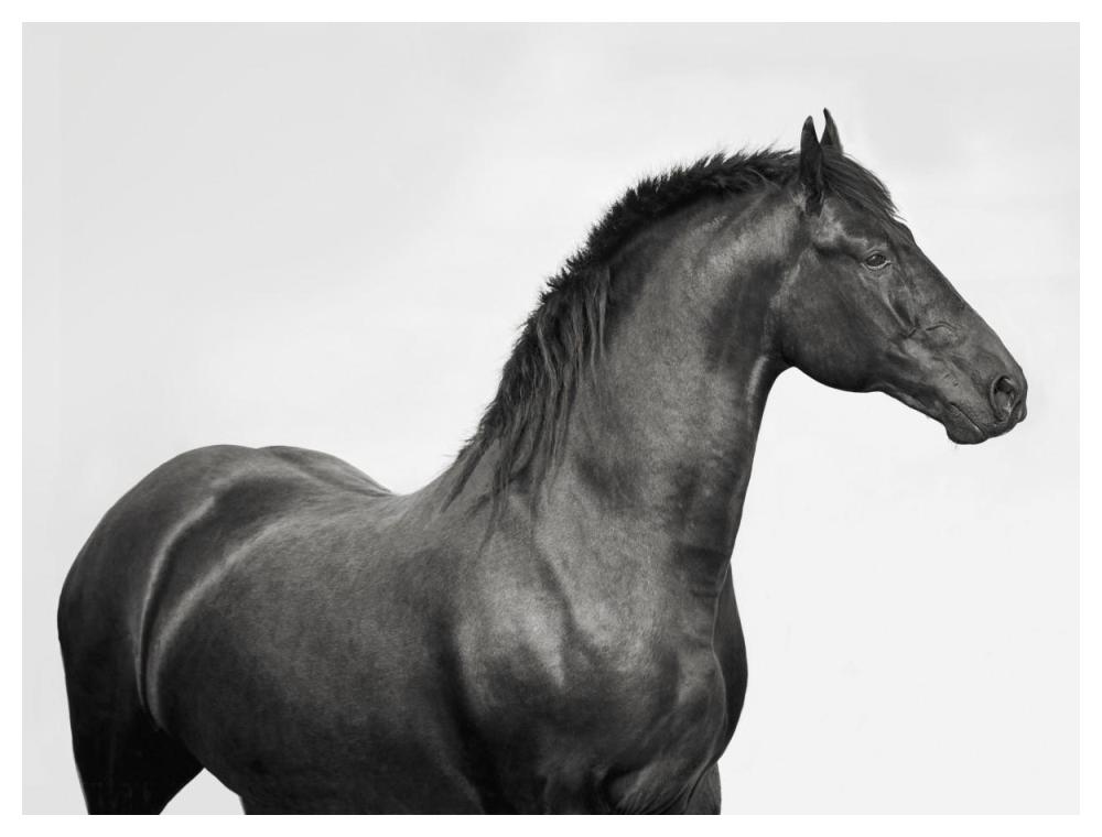 King Mamba, Stallion-Paper Art-50"x38"