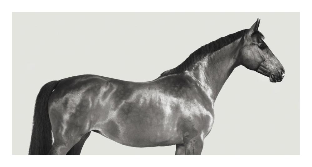 Kingsman Cavalier, English Thoroughbred-Paper Art-26"x14"