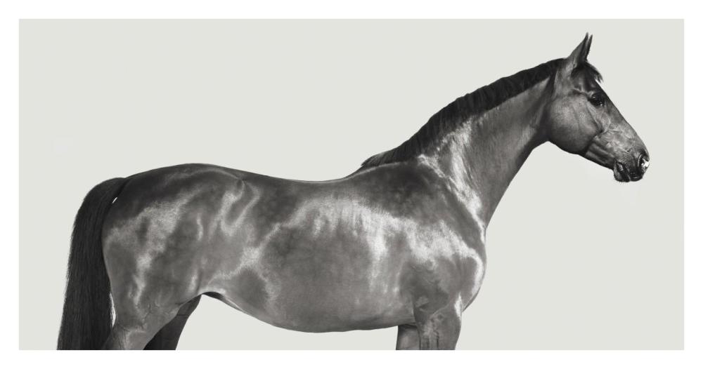 Kingsman Cavalier, English Thoroughbred-Paper Art-38"x20"