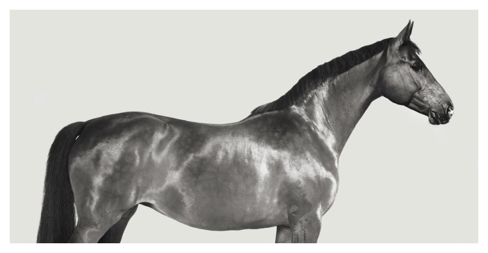 Kingsman Cavalier, English Thoroughbred-Paper Art-50"x26"