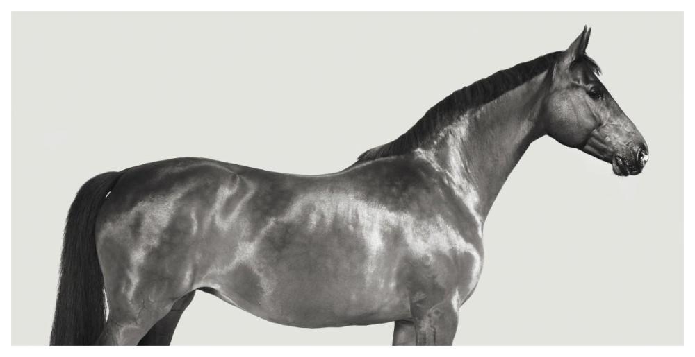Kingsman Cavalier, English Thoroughbred-Paper Art-62"x32"
