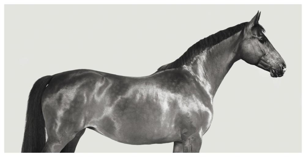 Kingsman Cavalier, English Thoroughbred-Paper Art-74"x38"
