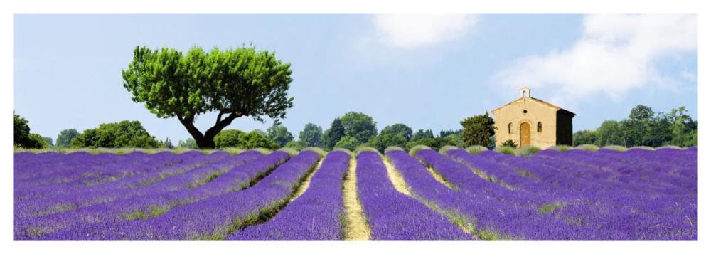Lavender Fields, France-Paper Art-56"x20"