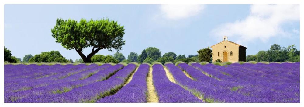 Lavender Fields, France-Paper Art-74"x26"