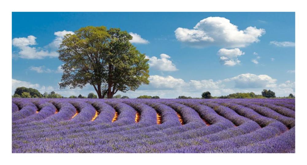 Lavender Field in Provence, France-Paper Art-26"x14"
