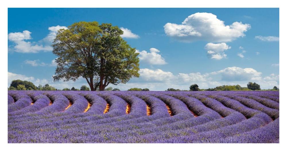 Lavender Field in Provence, France-Paper Art-38"x20"