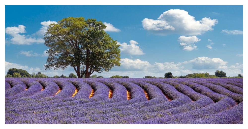 Lavender Field in Provence, France-Paper Art-50"x26"