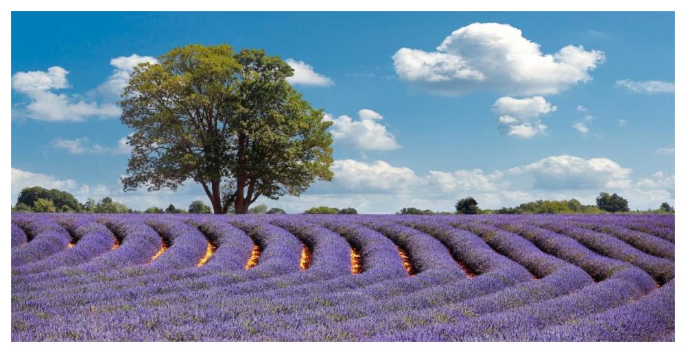 Lavender Field in Provence, France-Paper Art-62"x32"