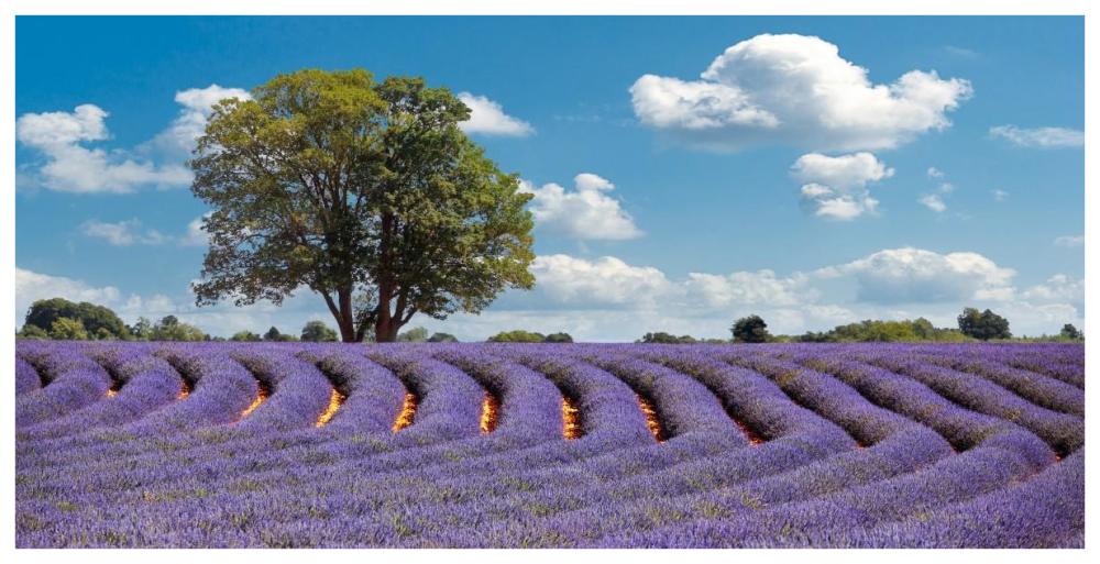 Lavender Field in Provence, France-Paper Art-74"x38"
