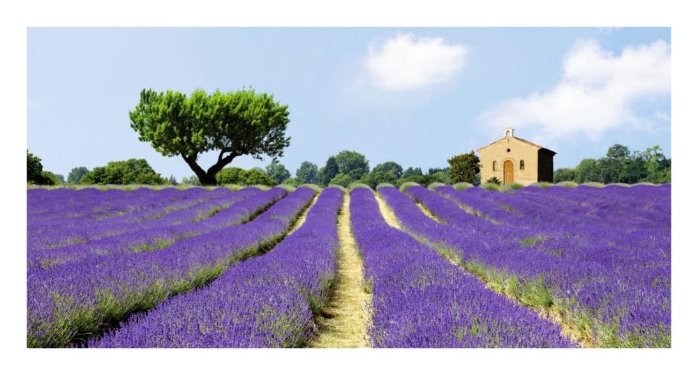Lavender Fields, France-Paper Art-26"x14"