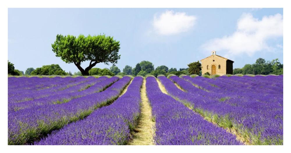 Lavender Fields, France-Paper Art-38"x20"