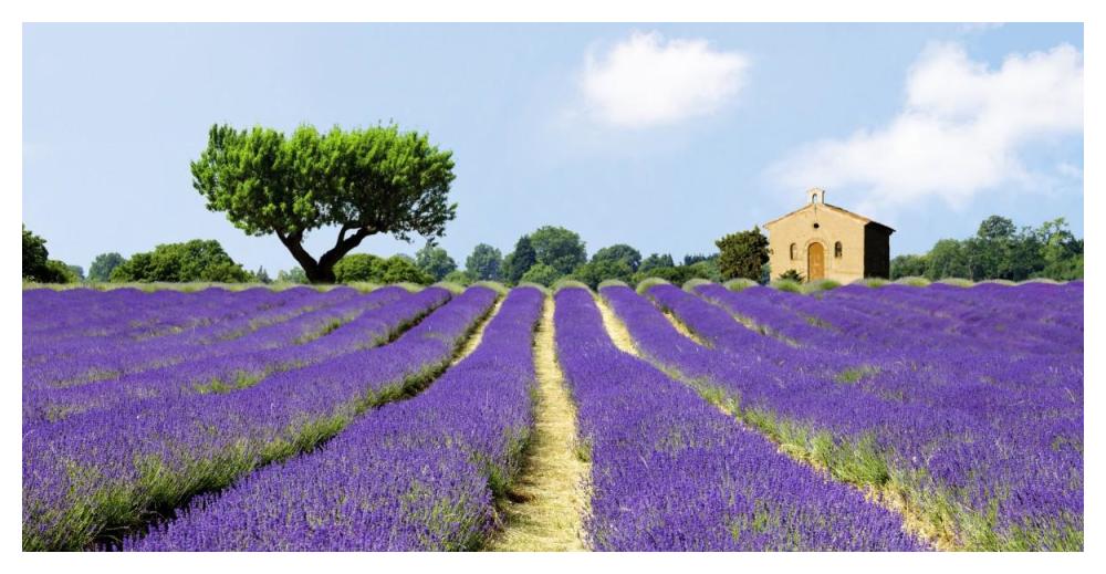 Lavender Fields, France-Paper Art-50"x26"