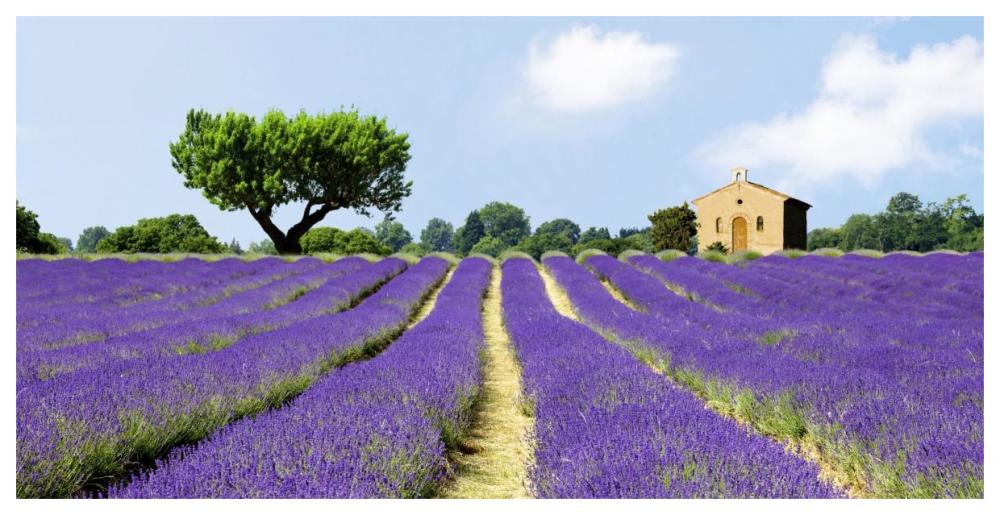 Lavender Fields, France-Paper Art-62"x32"