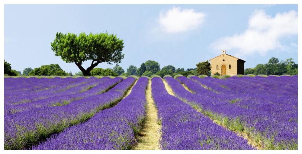 Lavender Fields, France-Paper Art-74"x38"