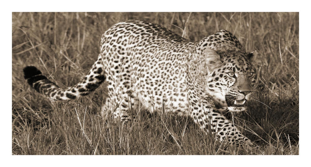Leopard hunting-Paper Art-26"x14"