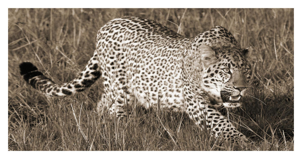 Leopard hunting-Paper Art-38"x20"