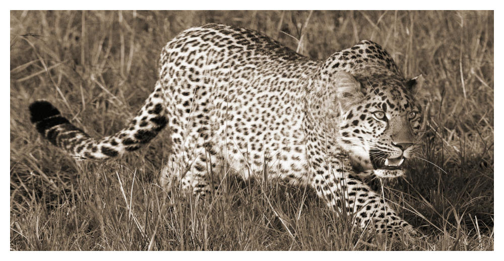 Leopard hunting-Paper Art-50"x26"