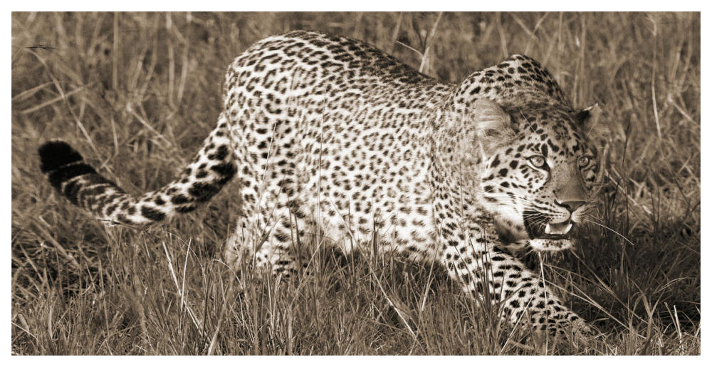 Leopard hunting-Paper Art-62"x32"