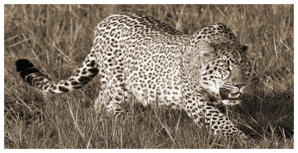 Leopard hunting-Paper Art-74"x38"