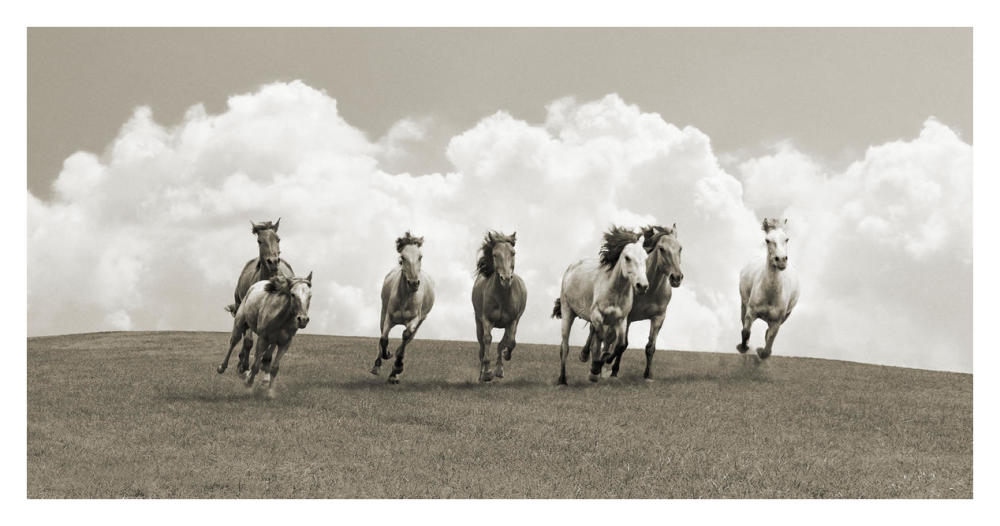 Herd of wild horses (BW)-Paper Art-38"x20"