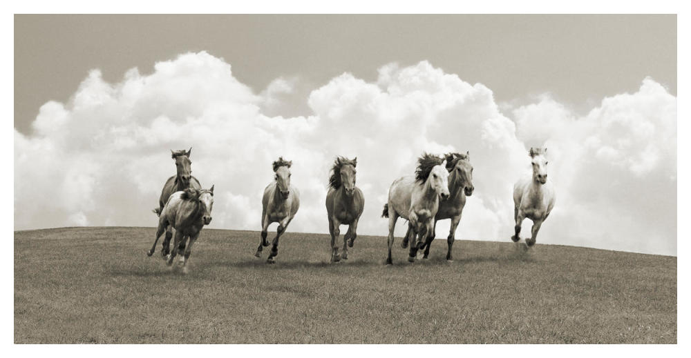 Herd of wild horses (BW)-Paper Art-50"x26"