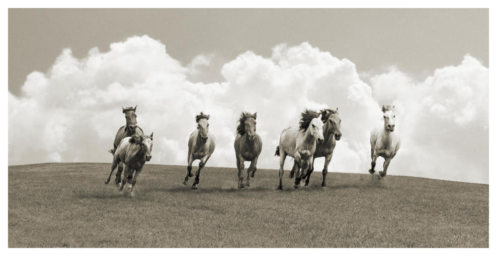 Herd of wild horses (BW)-Paper Art-62"x32"