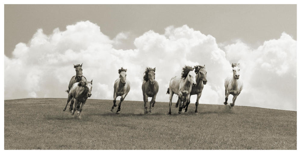 Herd of wild horses (BW)-Paper Art-74"x38"