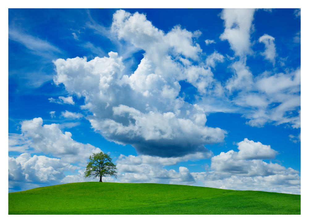 Oak and clouds, Bavaria, Germany-Paper Art-38"x28"