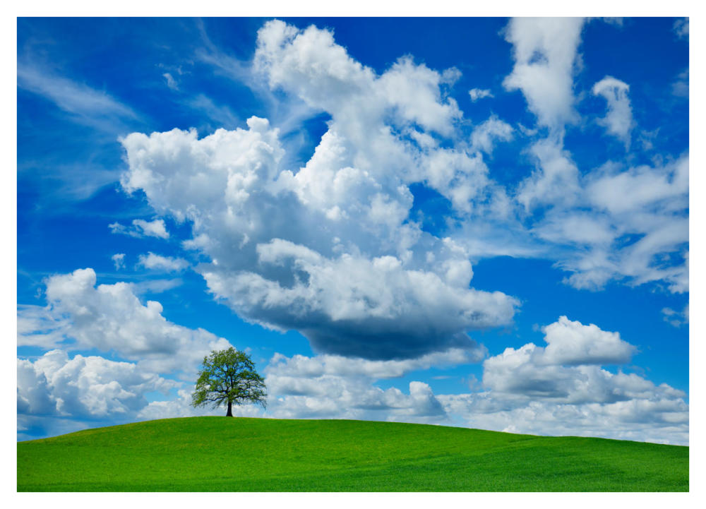 Oak and clouds, Bavaria, Germany-Paper Art-42"x30"