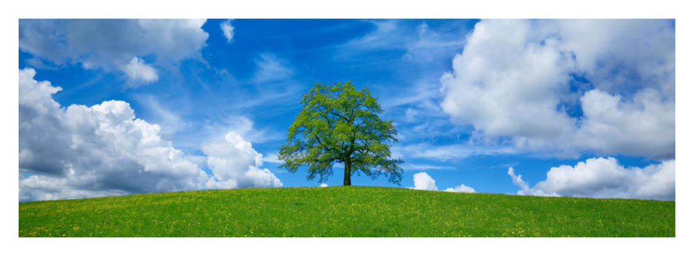 Oak and clouds, Bavaria, Germany-Paper Art-38"x14"