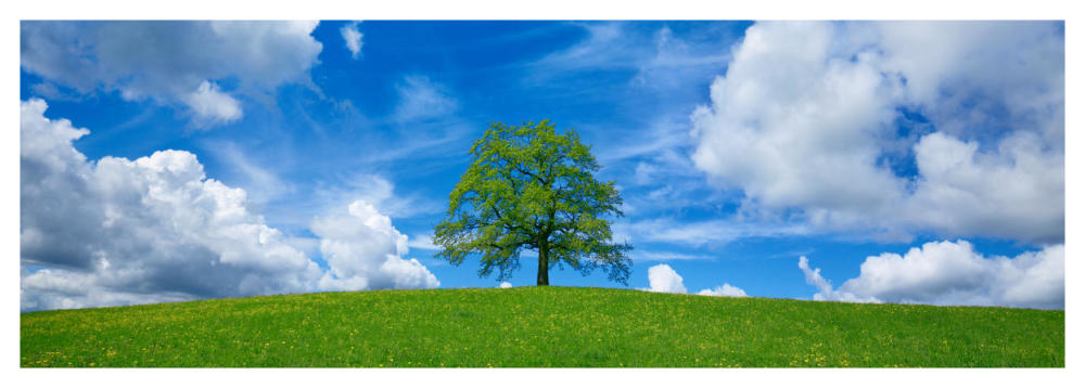 Oak and clouds, Bavaria, Germany-Paper Art-56"x20"